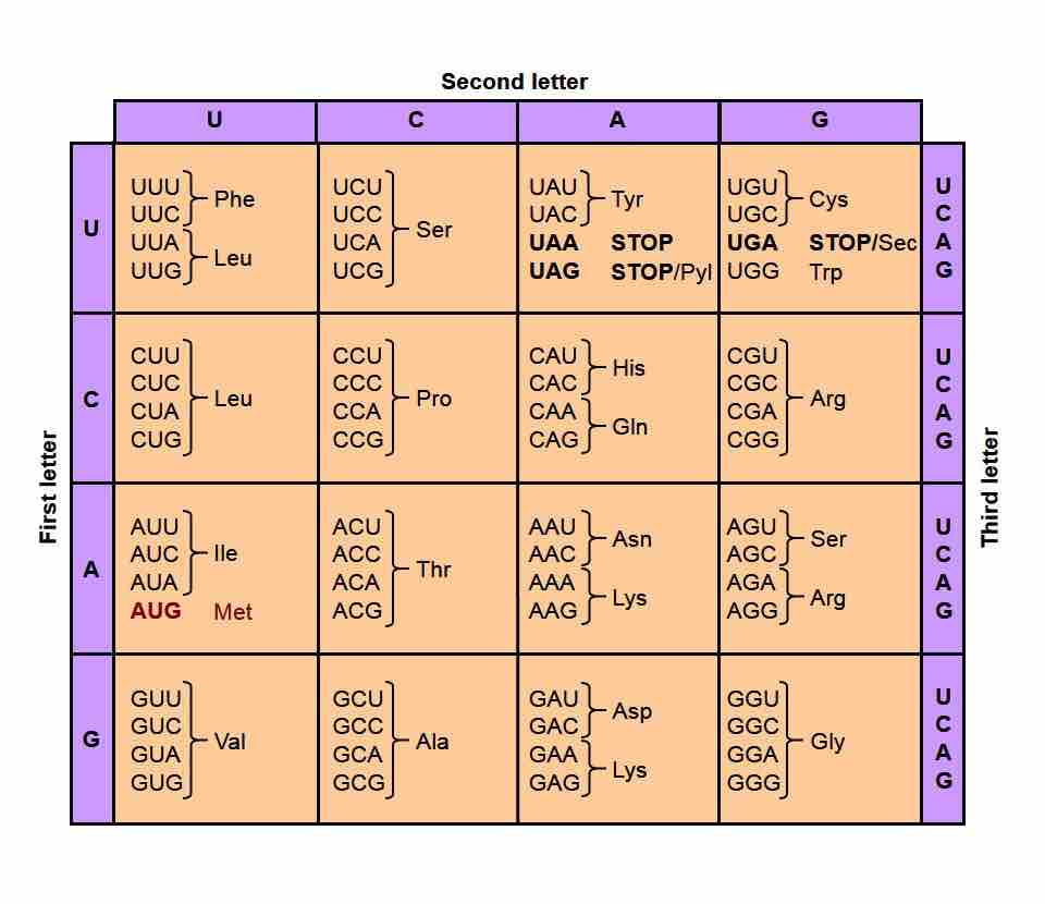 Codons and the universal genetic code.